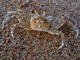 Foto: Oman: the Native Shore of Turtles